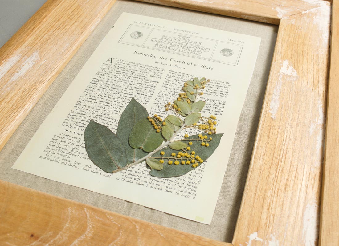 FRAME & DRY FLOWER